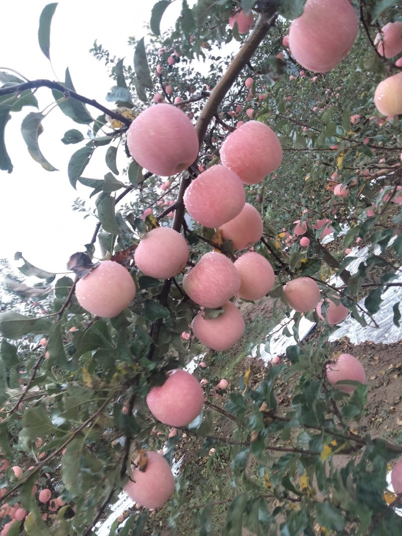 甘肃省天水，礼县高山上红富士冷库货货源充足，需要的联系