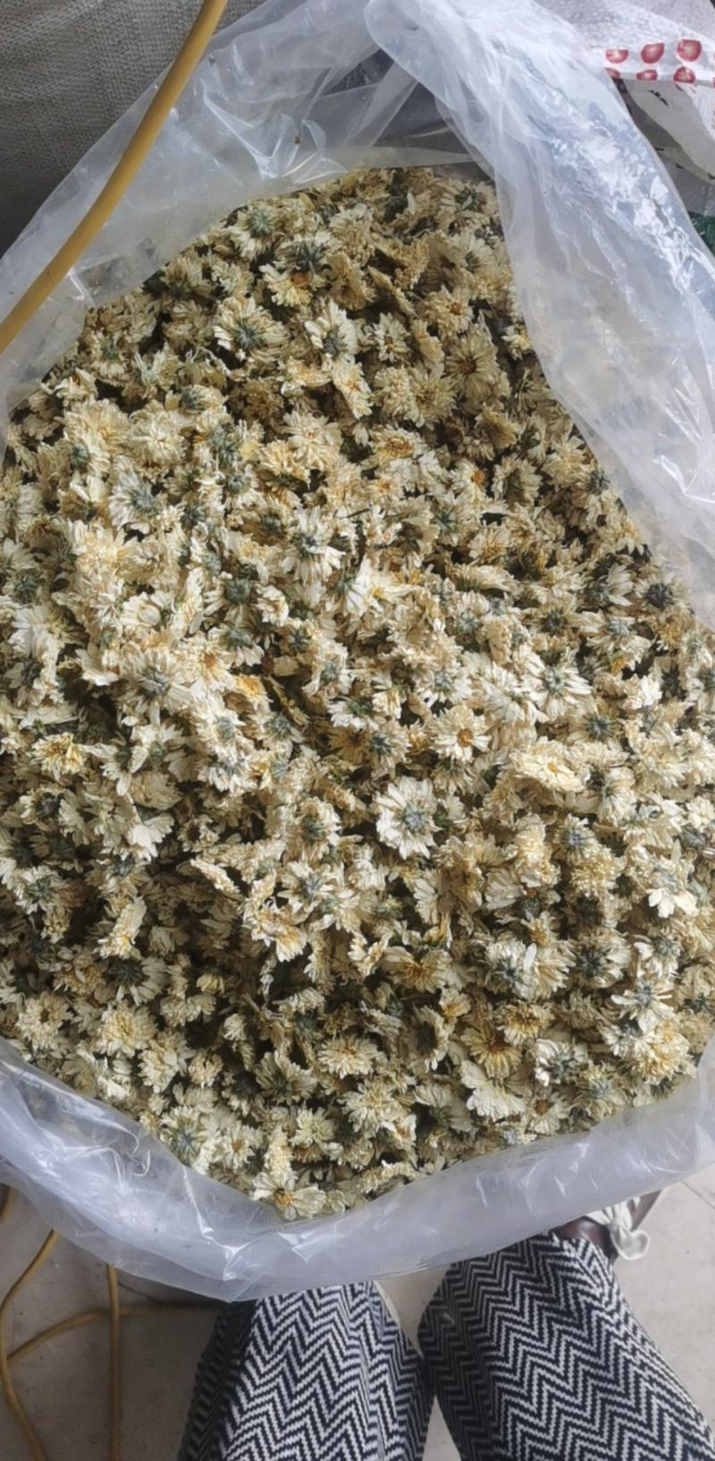 菊花统装500g产地山东振兴药材购销站量大从优