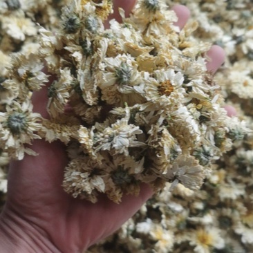 菊花统装500g产地山东振兴药材购销站量大从优