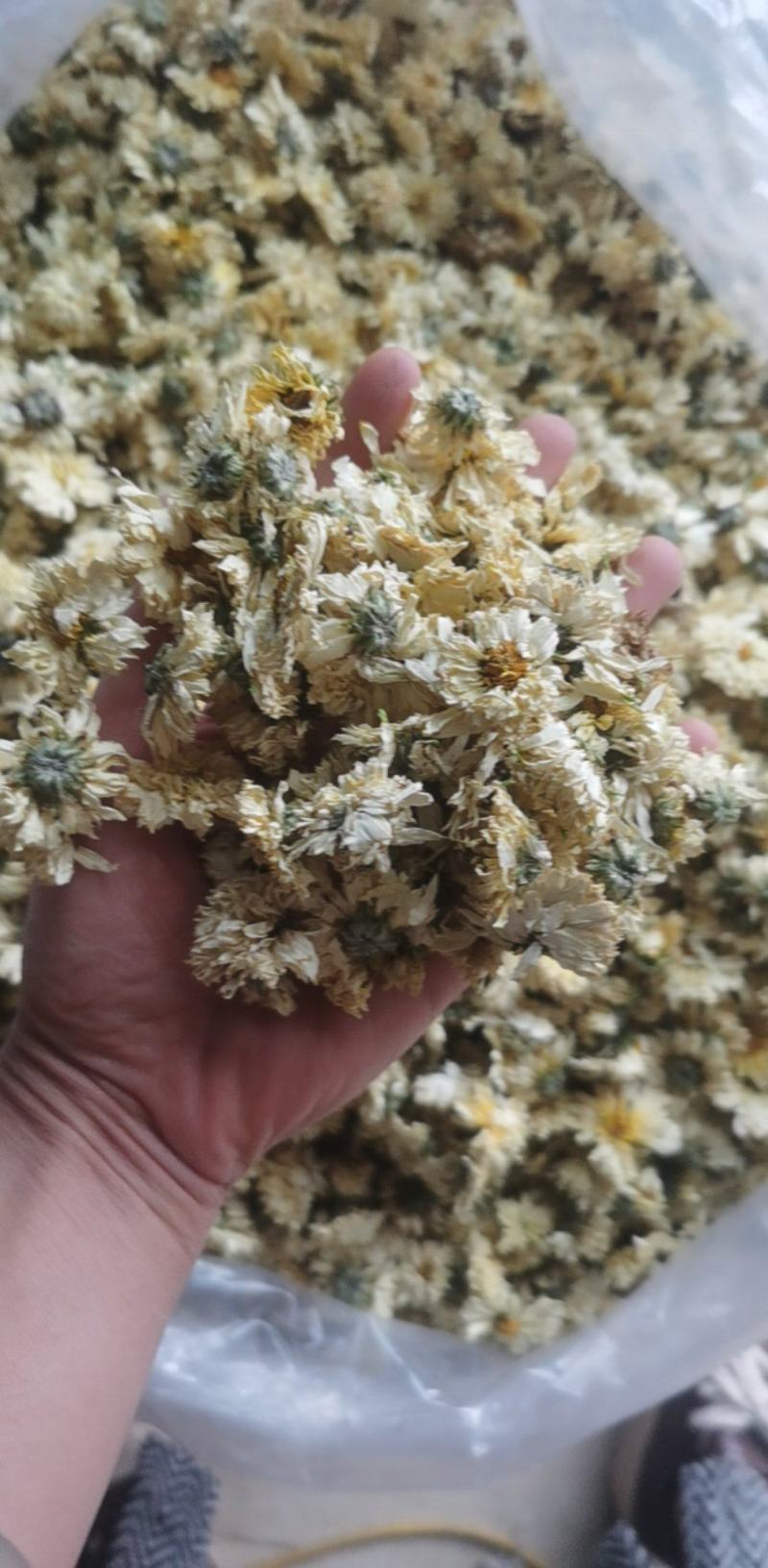 菊花统装500g产地山东振兴药材购销站量大从优