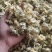菊花统装500g产地山东振兴药材购销站量大从优