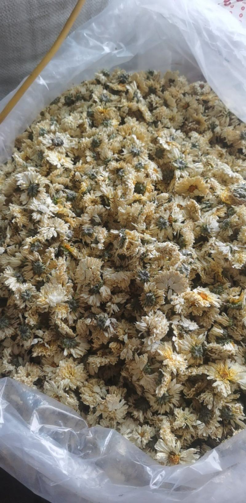 菊花统装500g产地山东振兴药材购销站量大从优