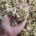 菊花统装500g产地山东振兴药材购销站量大从优