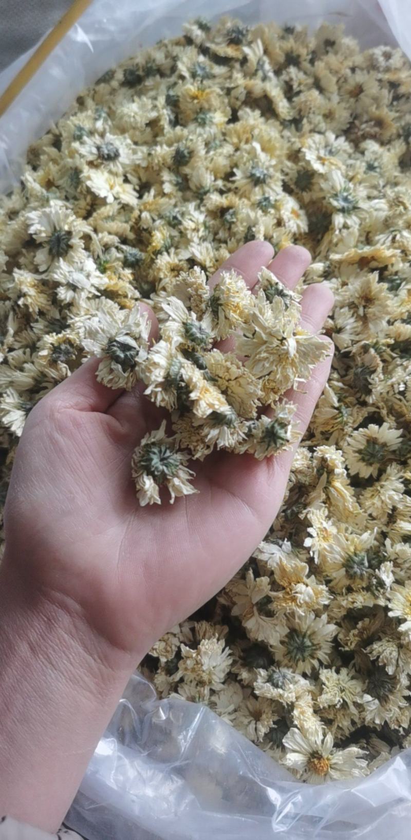 菊花统装500g产地山东振兴药材购销站量大从优