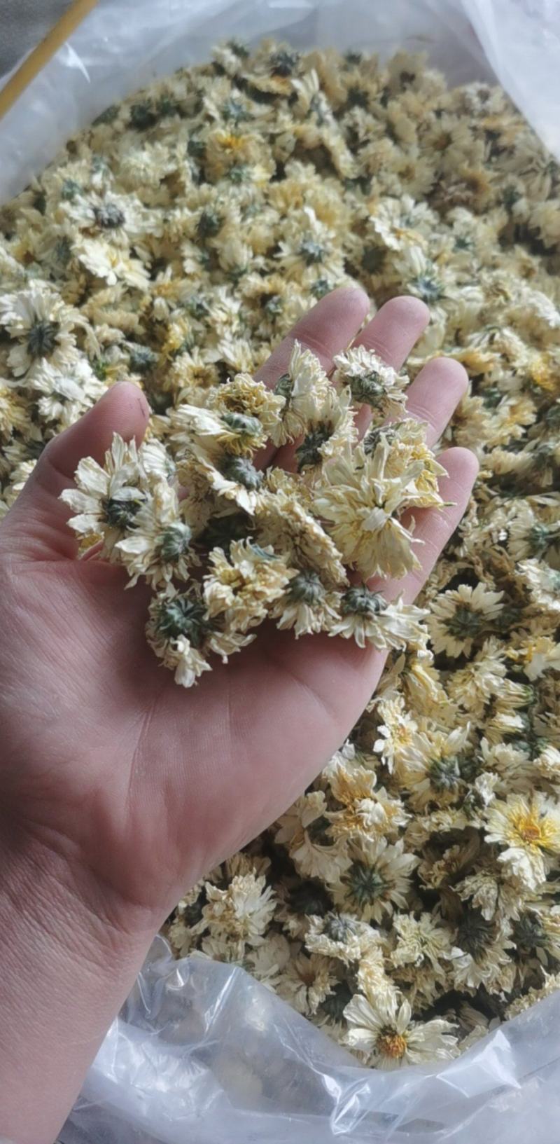 菊花统装500g产地山东振兴药材购销站量大从优