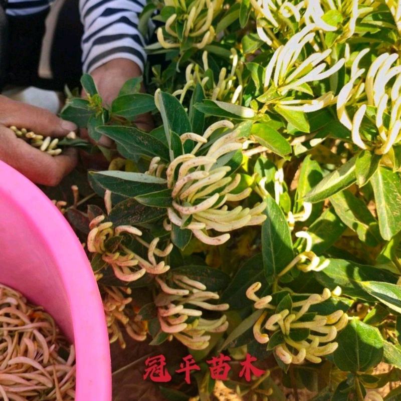 不开花金银花北花一号品种全包技术产量高包回收正常发货