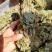 深山狸尾草羊咩香自然晾晒干货煲水煲汤养生中草药