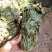 深山狸尾草羊咩香自然晾晒干货煲水煲汤养生中草药