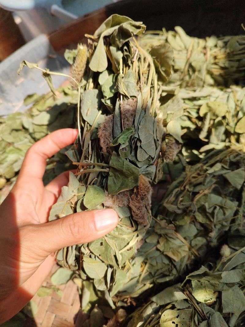 深山狸尾草羊咩香自然晾晒干货煲水煲汤养生中草药
