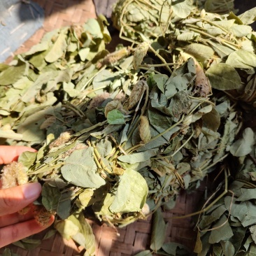 深山狸尾草羊咩香自然晾晒干货煲水煲汤养生中草药