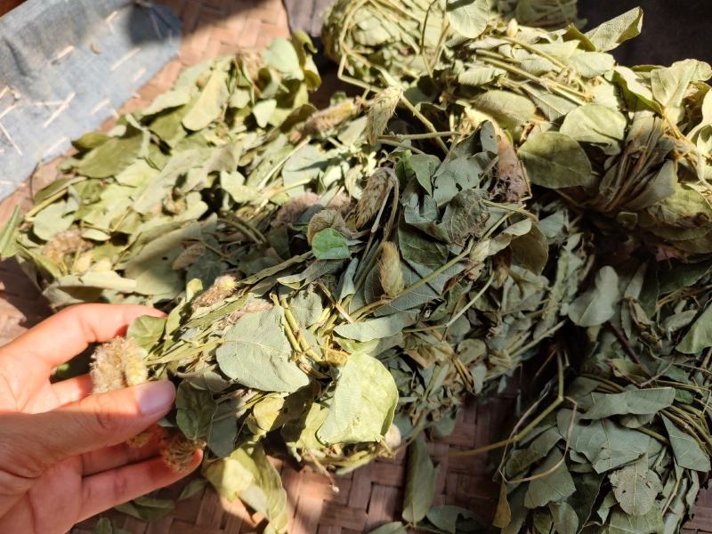 深山狸尾草羊咩香自然晾晒干货煲水煲汤养生中草药