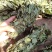 深山狸尾草羊咩香自然晾晒干货煲水煲汤养生中草药