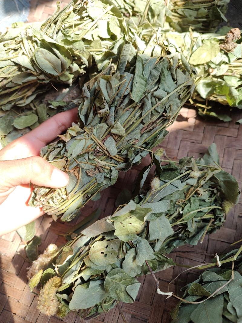 深山狸尾草羊咩香自然晾晒干货煲水煲汤养生中草药