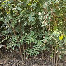 两年生花椒树苗，根系发达，成活率高