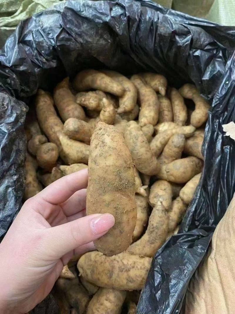 新鲜天麻小号中小号大号跑江湖批发地摊产品