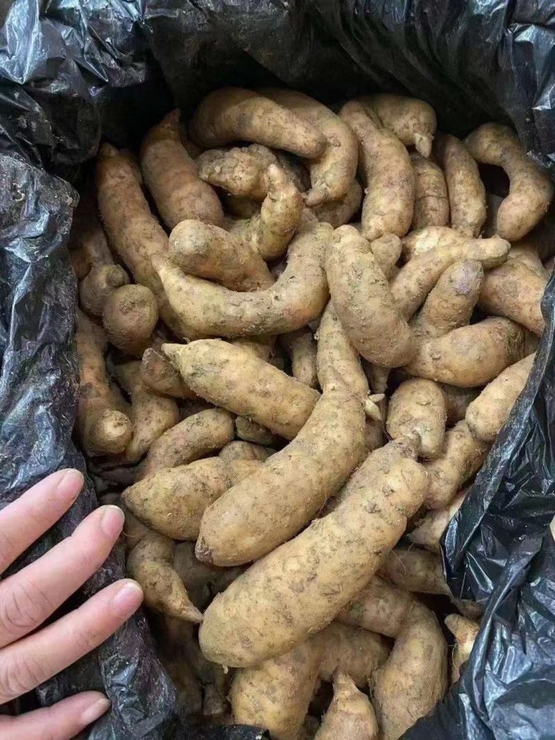 新鲜天麻小号中小号大号跑江湖批发地摊产品