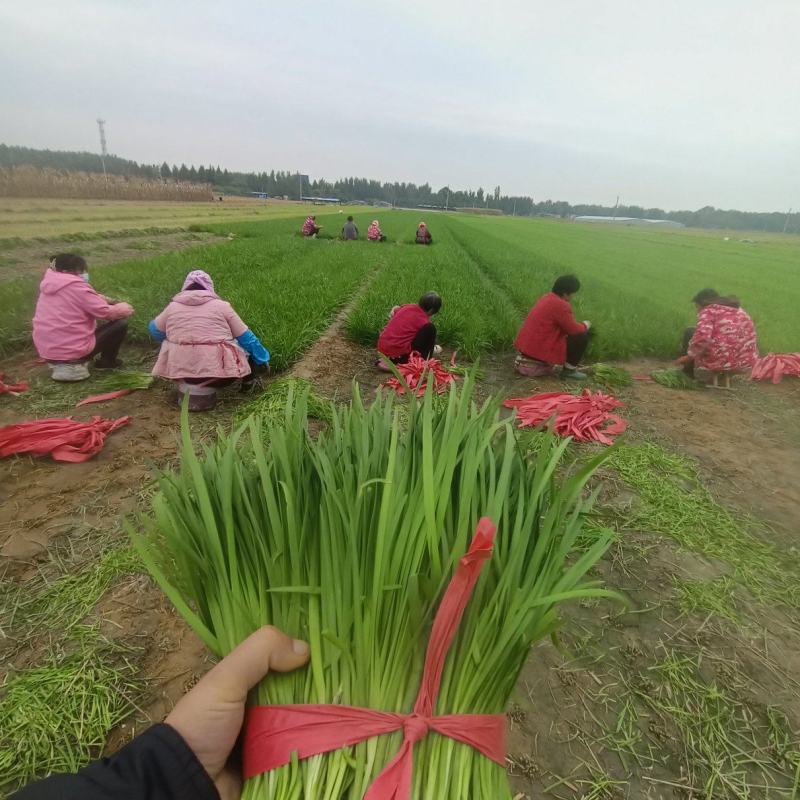 韭菜大量供应