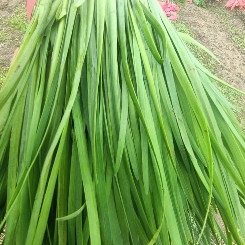 韭菜大量供应
