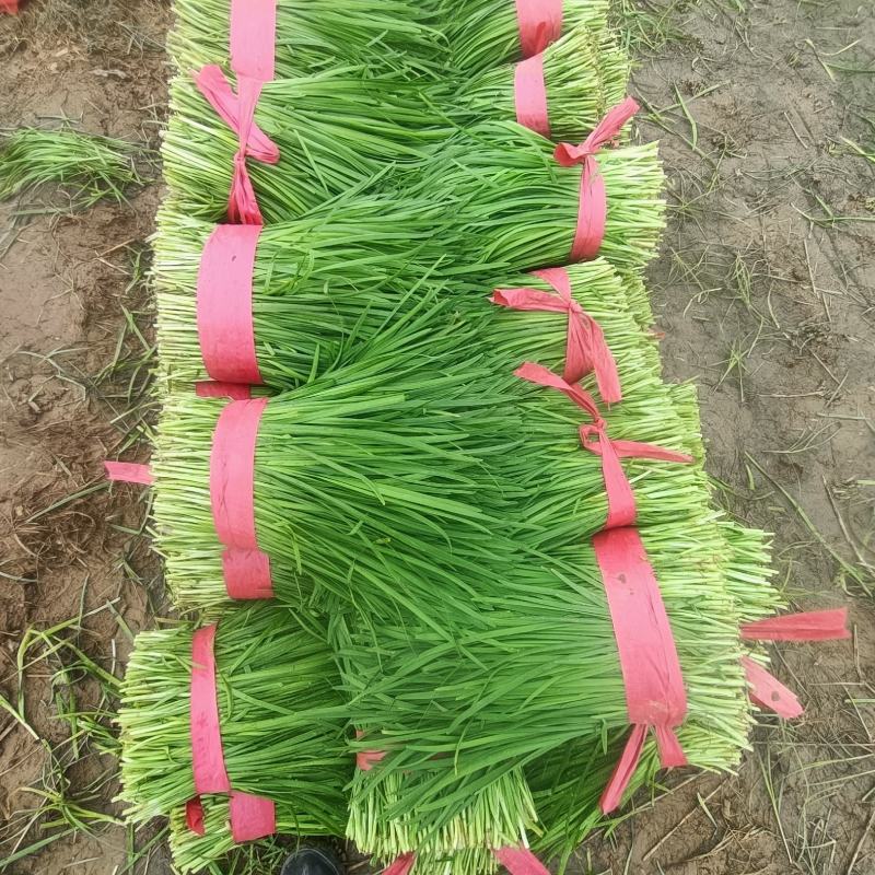 韭菜大量供应