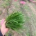 韭菜大量供应