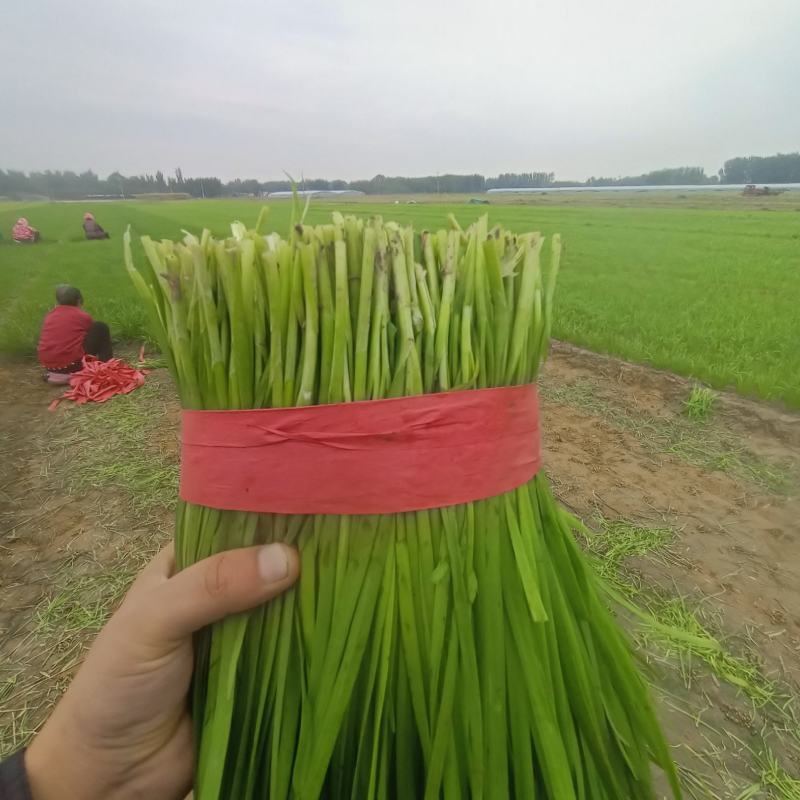 韭菜大量供应