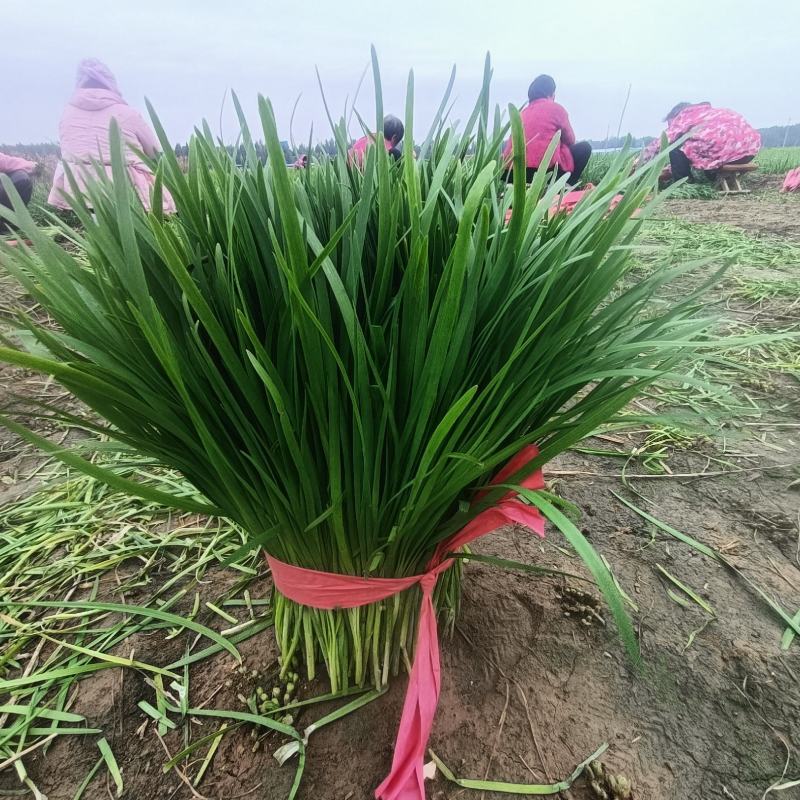 韭菜大量供应