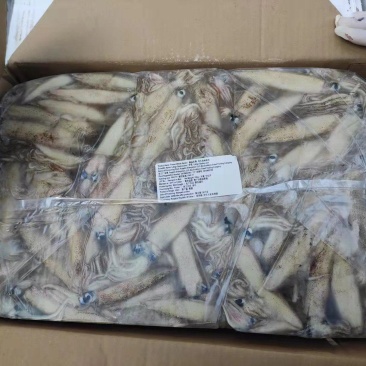加州笔管/笔管鱼/加州鱿鱼