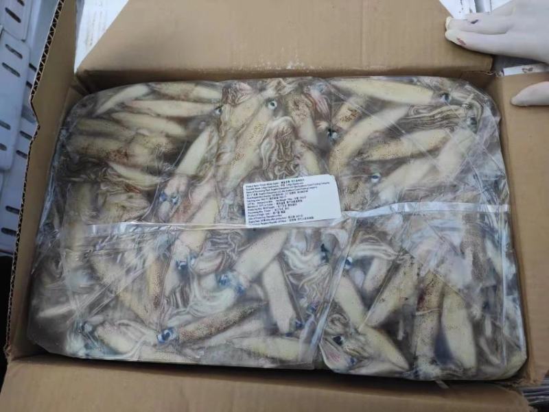 加州笔管/笔管鱼/加州鱿鱼