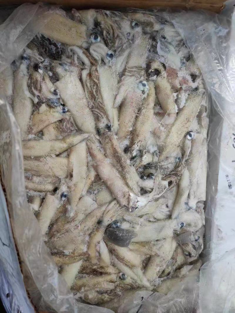 加州笔管/笔管鱼/加州鱿鱼