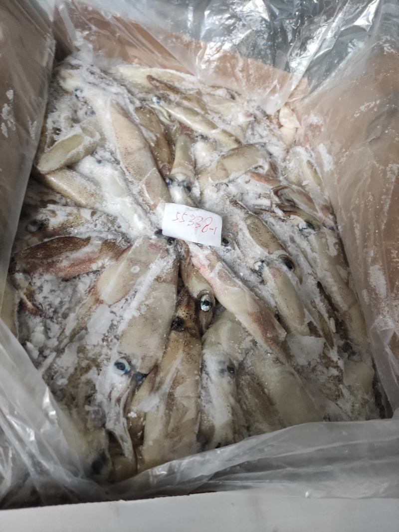 加州笔管/笔管鱼/加州鱿鱼