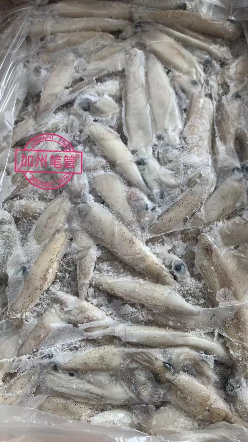 加州笔管/笔管鱼/加州鱿鱼