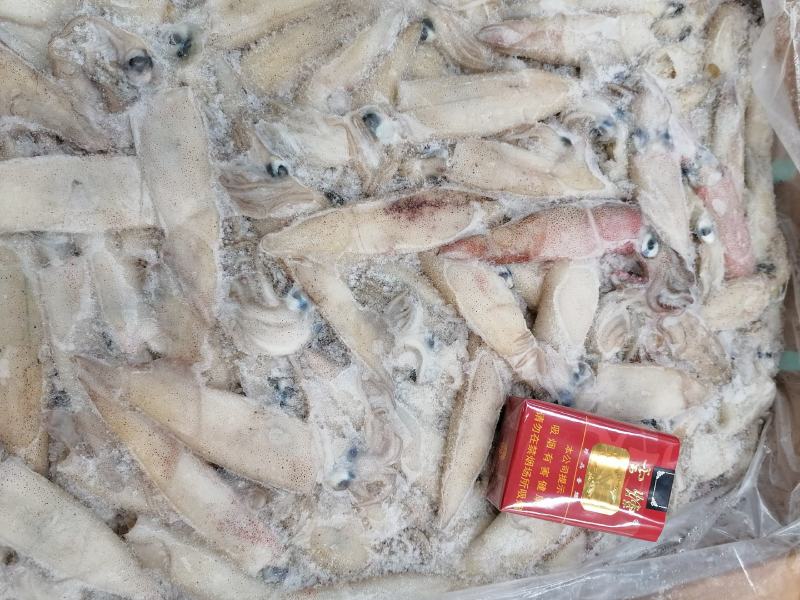 加州笔管/笔管鱼/加州鱿鱼