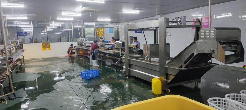 海鲈鱼(开背）20斤装珠海白蕉生态养殖，专业工厂品质保障