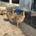 小鸵鸟幼崽，非洲鸵鸟苗，鸵鸟蛋，常年回收出售，货到付款