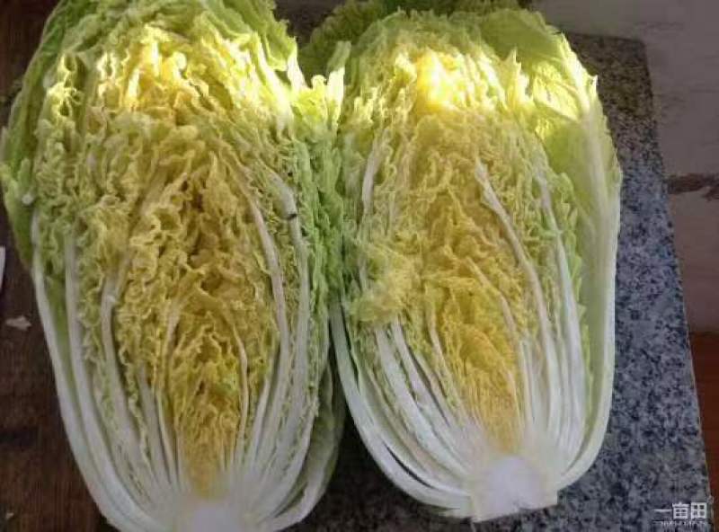 辽宁凌海黄心杠二大量上市