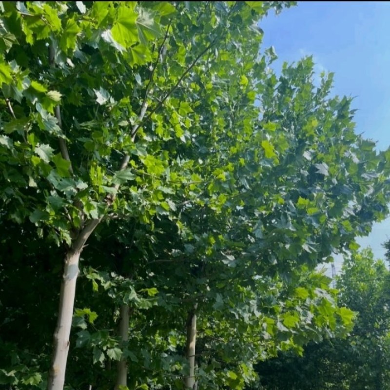 法桐