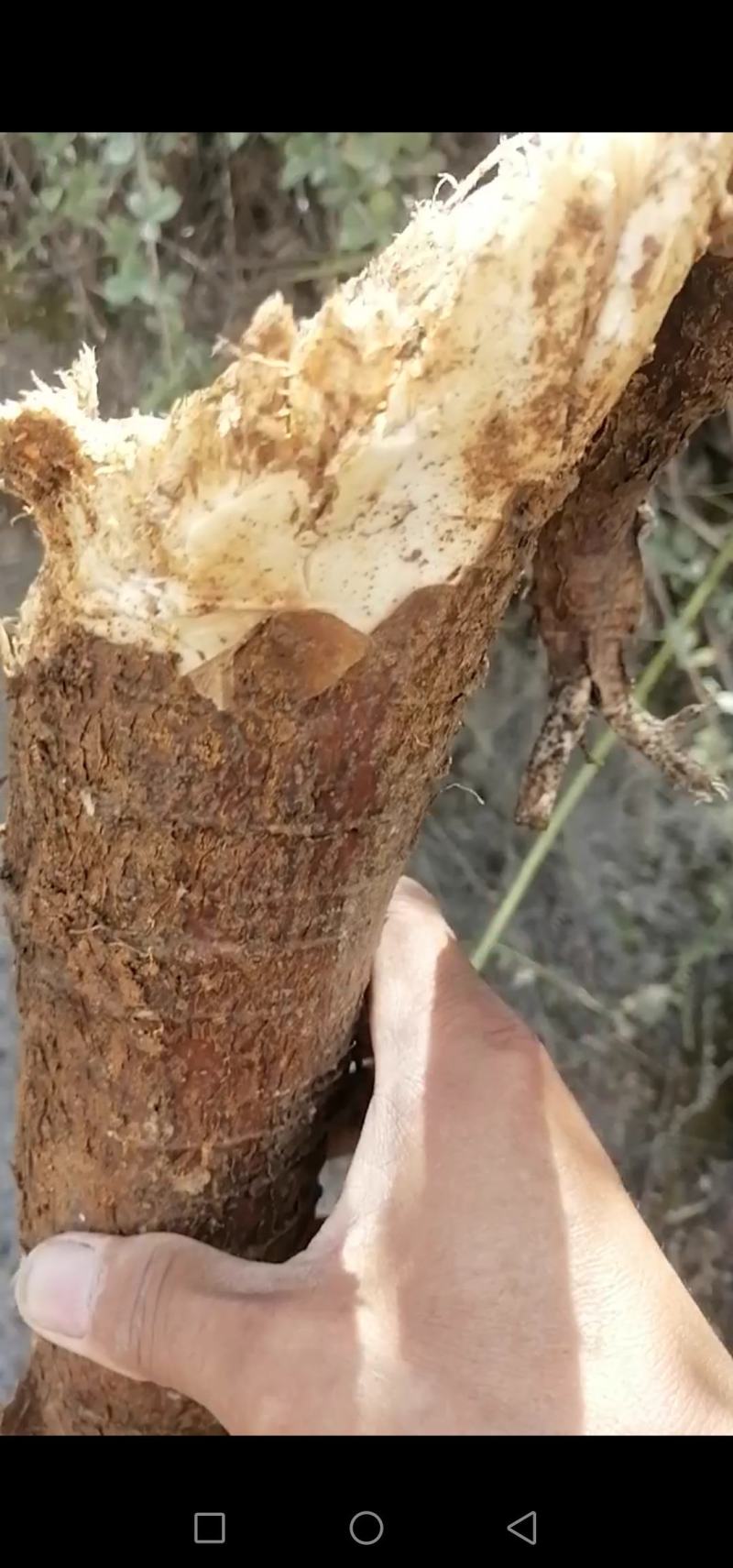 鲜野生苦参