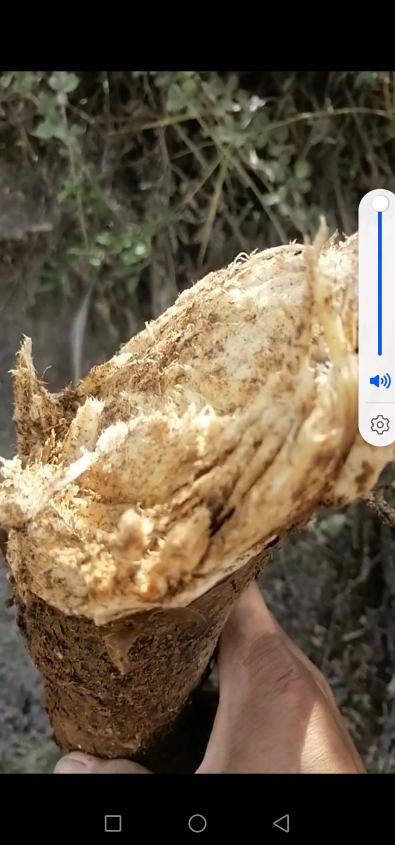 鲜野生苦参