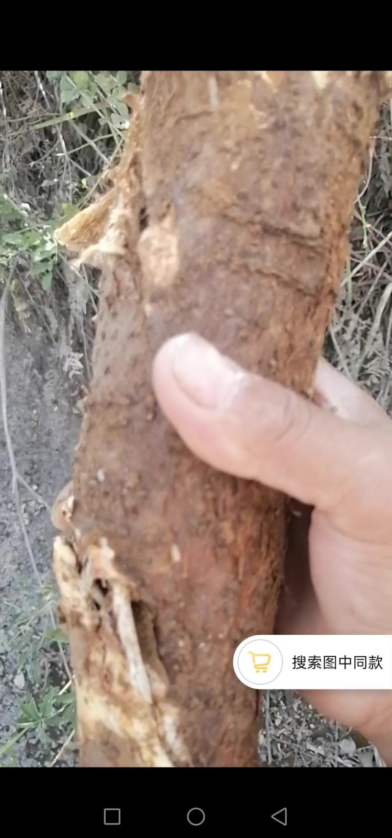 鲜野生苦参