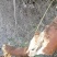 鲜野生苦参