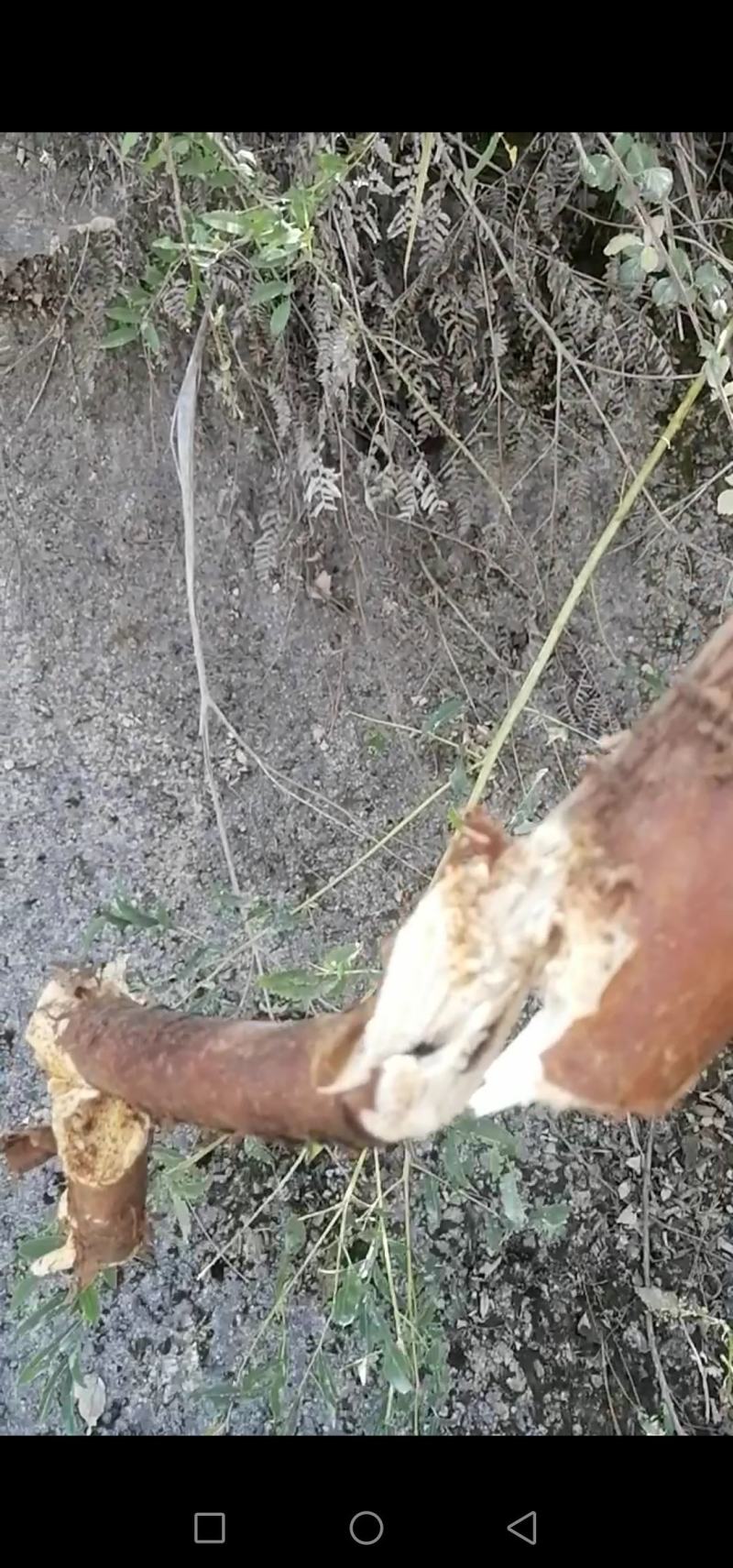 鲜野生苦参