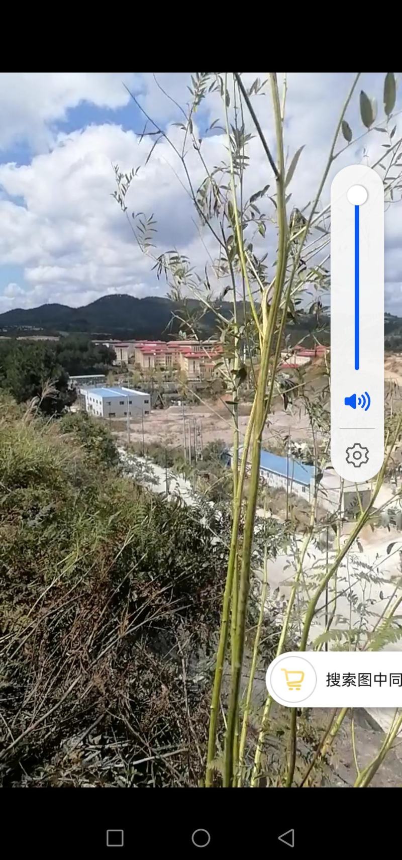 鲜野生苦参