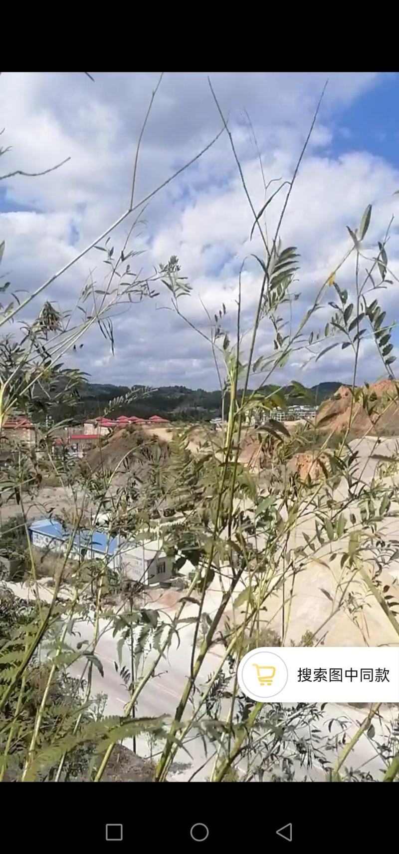 鲜野生苦参