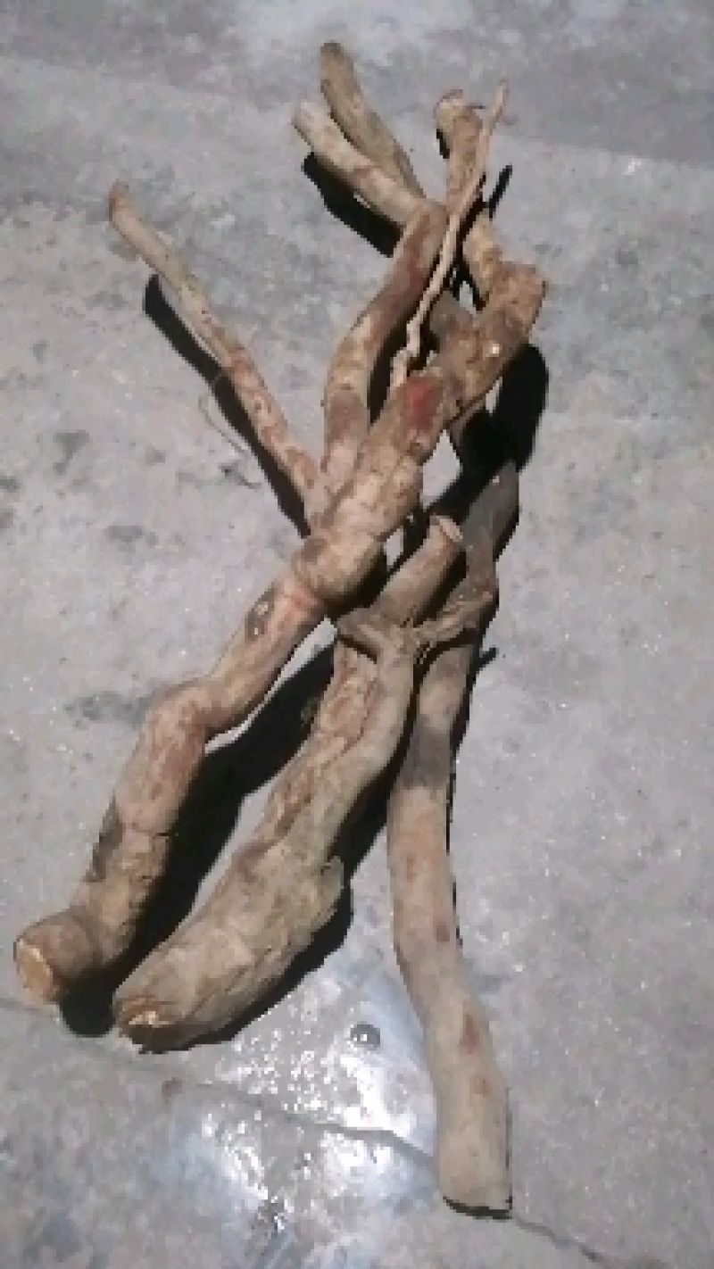 鲜野生猕猴桃拫