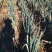 蔚县大葱自家种植的旱地大葱长白大葱