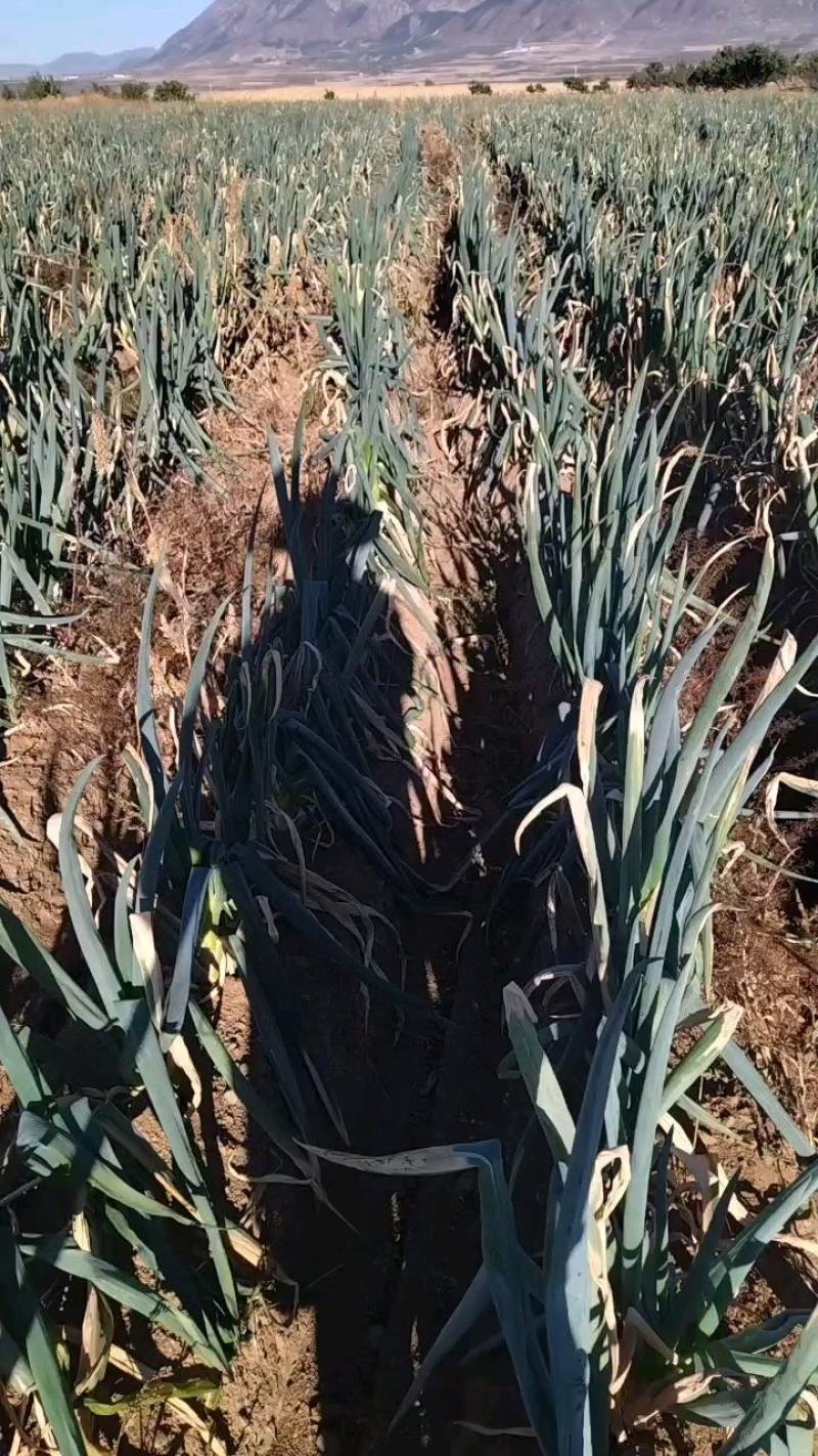 蔚县大葱自家种植的旱地大葱长白大葱
