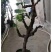 葡萄树50~80cm，各种品种果树苗，可以上货，大量