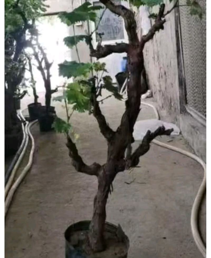 葡萄树50~80cm，各种品种果树苗，可以上货，大量