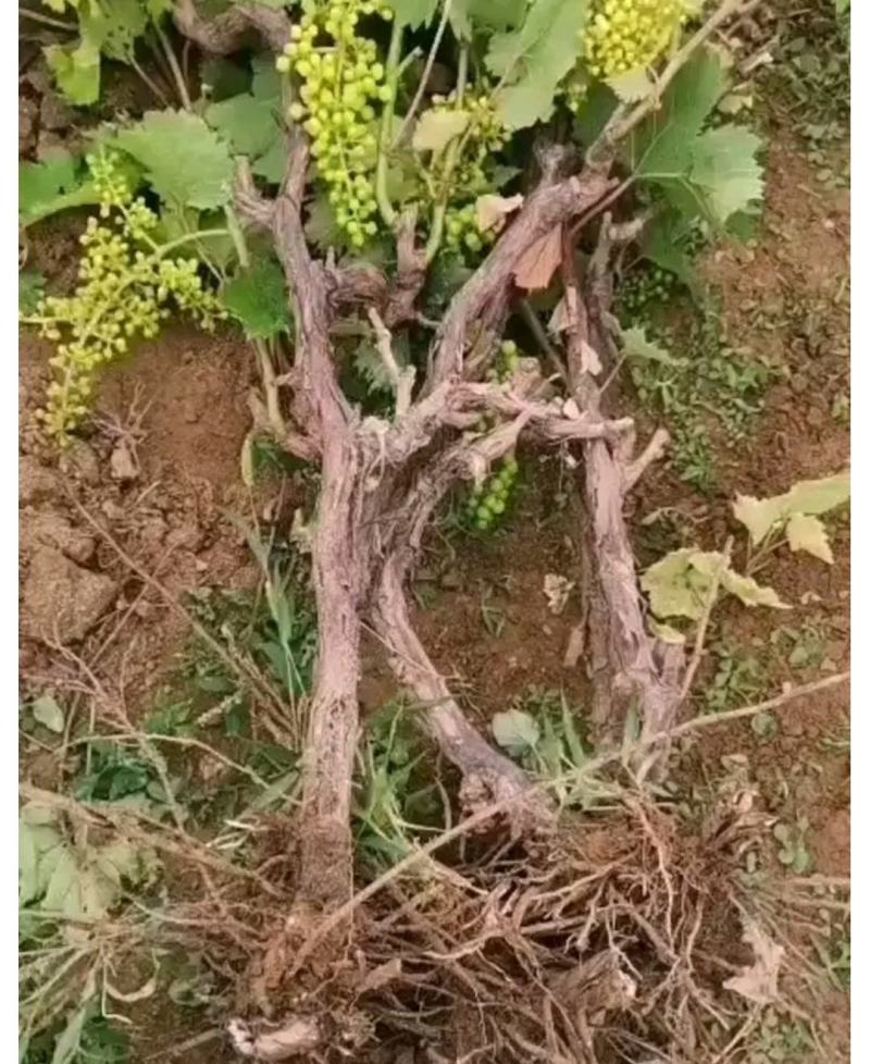 葡萄树50~80cm，各种品种果树苗，可以上货，大量