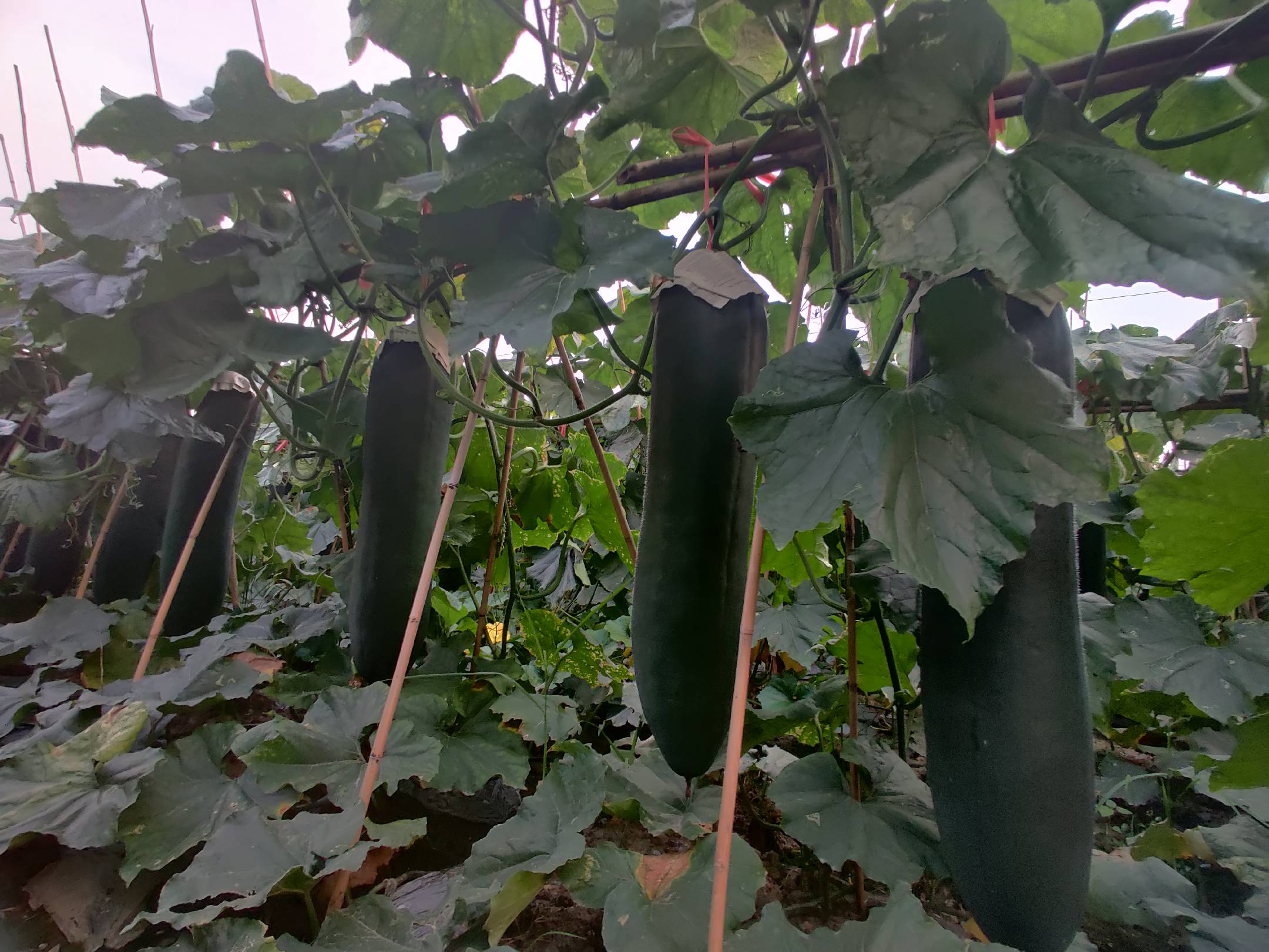 苗黑皮冬瓜种植基地实景图